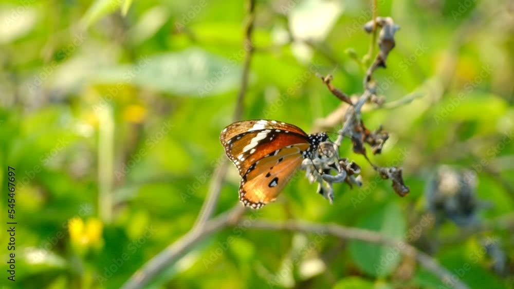 A butterfly perched on a flower A butterfly perched on a flower