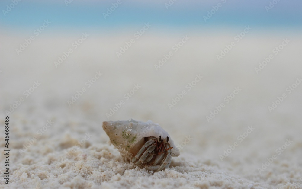 Closeup shot of a small hermit crab crawling around on a sandy seashore Closeup shot of a small hermit crab crawling around on a sandy seashore