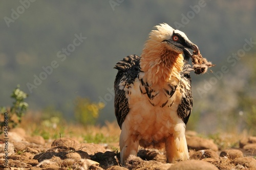 Scary bearded vulture bird in the valley holding a bone in the beak