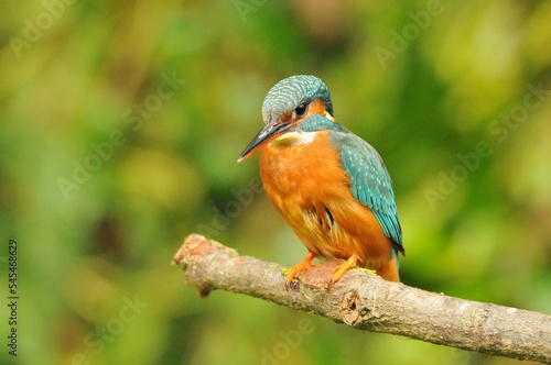 Closeup of a common kingfisher bird perched on the tree branch