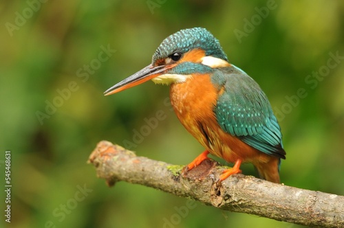 Closeup of a common kingfisher bird perched on the tree branch