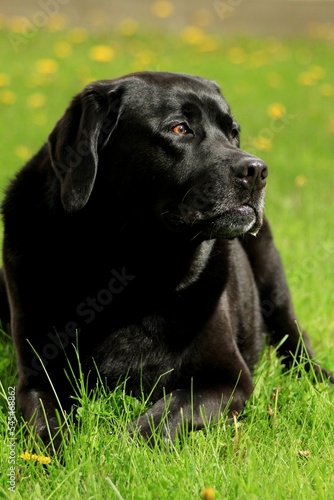 Vertical view of a Black Labrador Retriever resting in a grass field