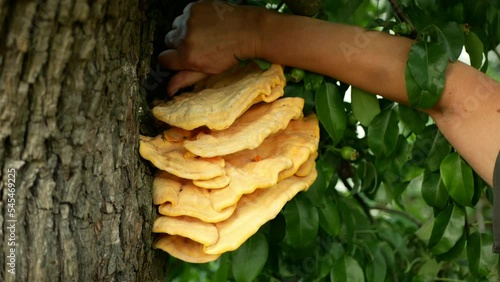 Laetiporus sulphureus sulphur polypore hand cutting knife cut shelf chicken crab woods species bracket fungus, parasite pear tree, fungi grow wood, excellent edible mushroom food kitchen
