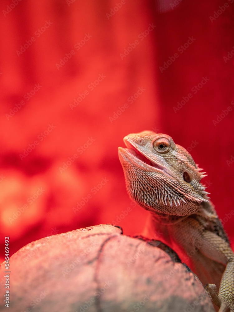 Closeup shot of a lizard on a blurred red background