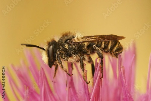 Macro shot of a leafcutter bee (Megachile albisecta) on a pink flower against blurred background photo