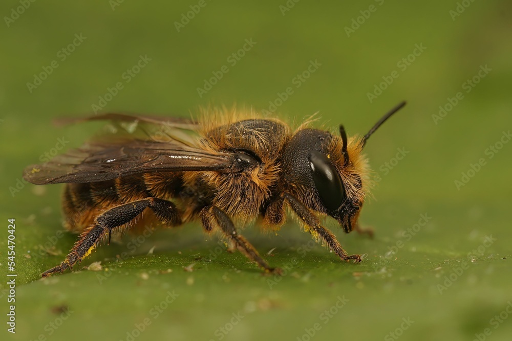 Macro shot of a mason bee (Osmia niveata) on a green leaf Macro shot of a mason bee (Osmia niveata) on a green leaf