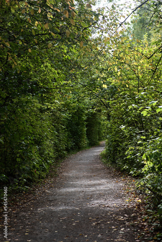 path among green trees in the park