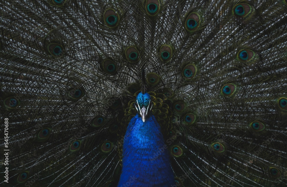 Obraz premium Mesmerizing blue peacock displaying his train - great for a background