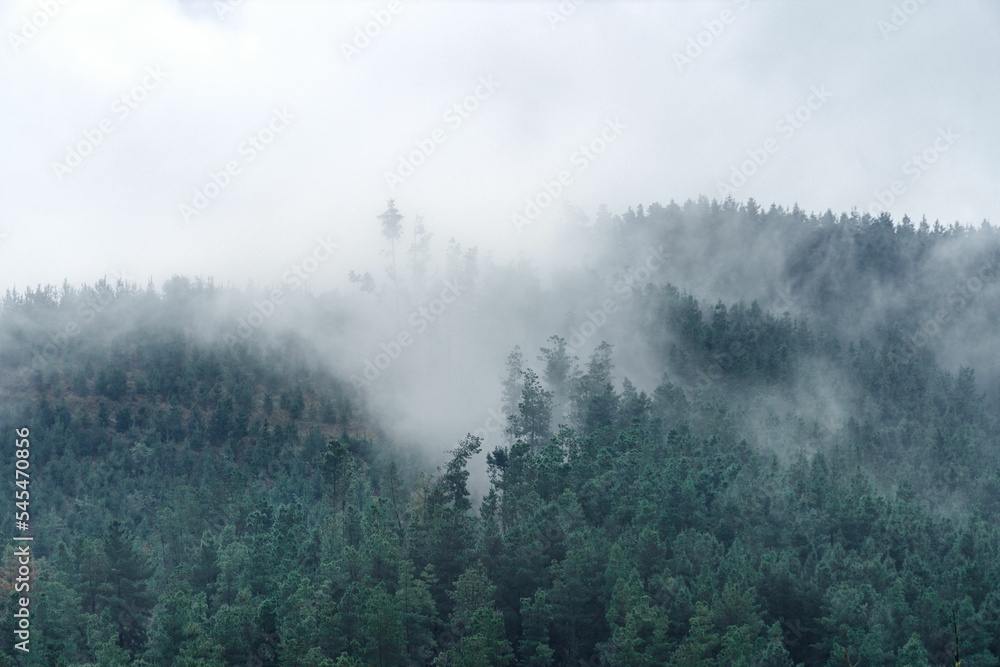 Dense fog over the mountainous forest