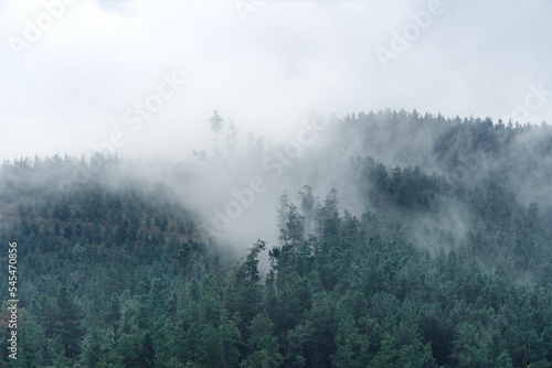 Dense fog over the mountainous forest