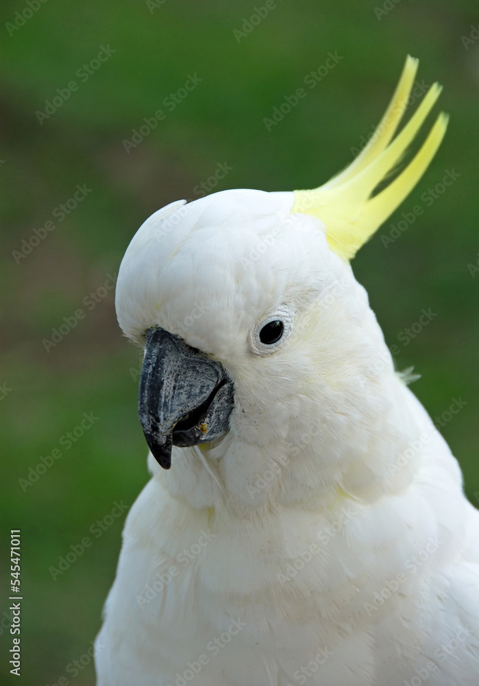 Sulphur-crested cockatoos with close up of head. Australian birds with white plumage and yellow crest. Sulphur-crested cockatoo (cacatua galerita) in Sydney, Australia.