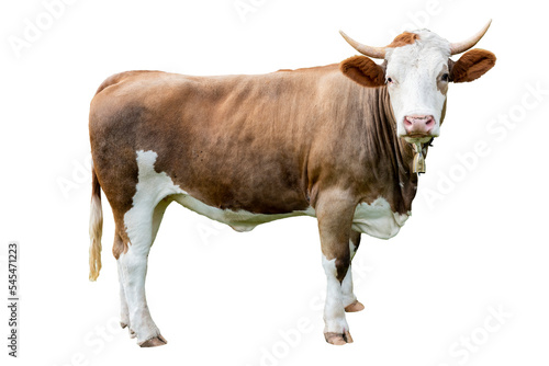  Kuh mit Hörner im Portrait