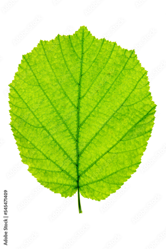 Blatt von einer Haselnuss Blatt von einer Haselnuss