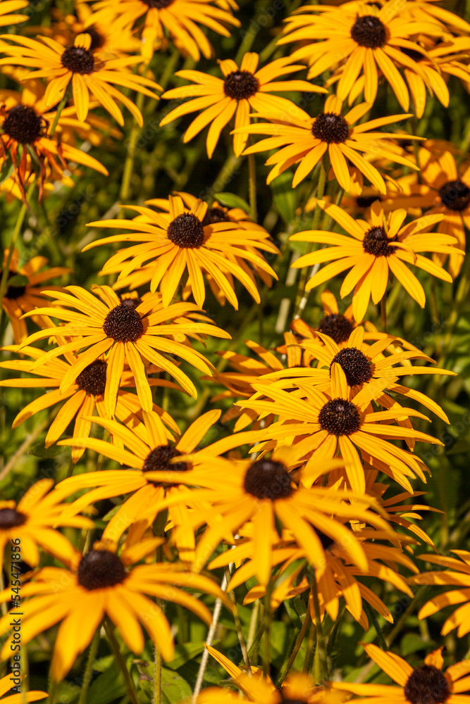 Sonnenhut oder Echinacea Sonnenhut oder Echinacea