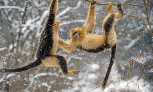 Closeup of golden snub-nosed monkeys (Rhinopithecus roxellana) hanging from a tree in winter photo