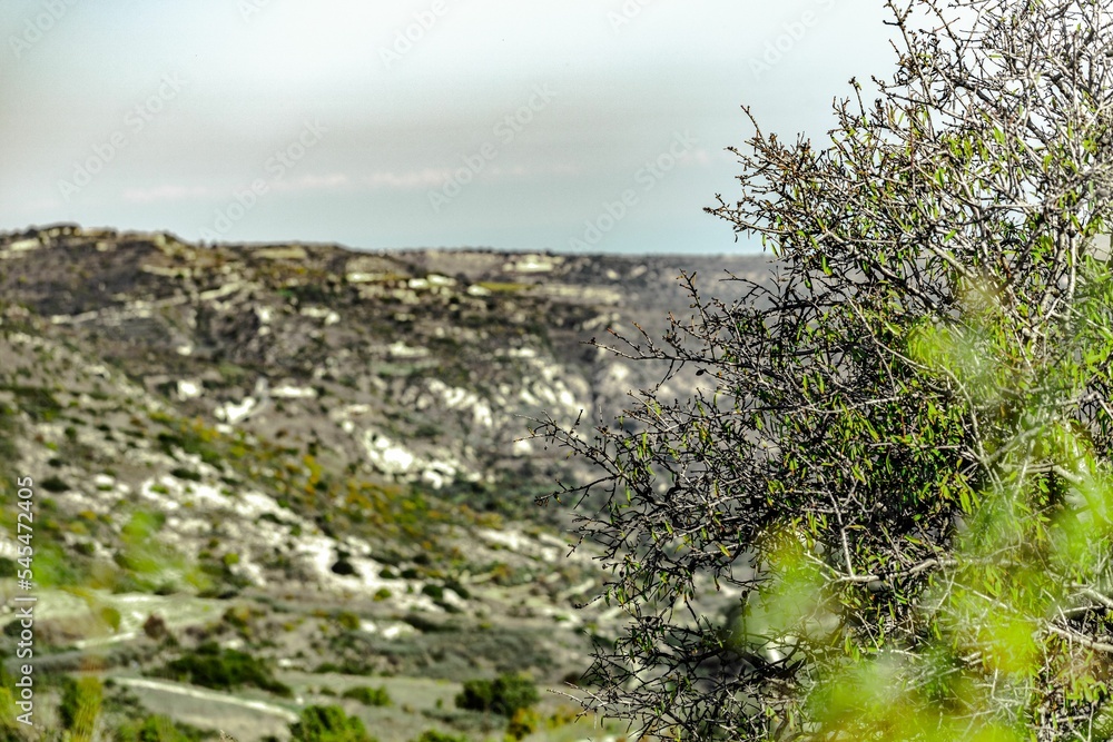 Selective focus of a tree with small leaves on a mountainous background during the daytime Selective focus of a tree with small leaves on a mountainous background during the daytime