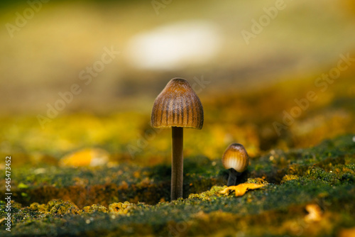 Small mushrooms growing on wood with nice bokeh, Mycena leptocephala, known as the nitrous bonnet photo
