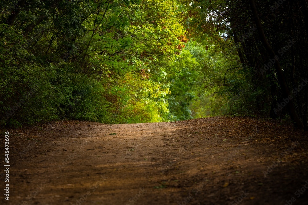 Green foliage with forestal path angle shot