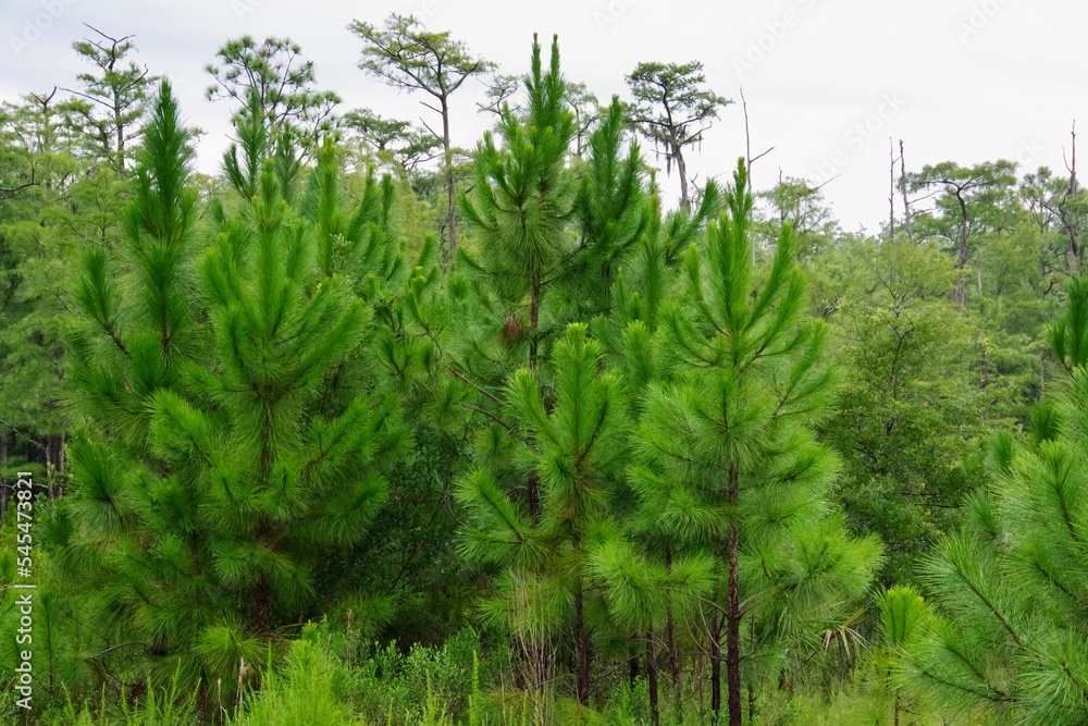 Fototapeta premium Army of Pines