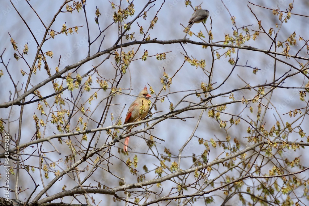 Beautiful Female Cardinal Beautiful Female Cardinal