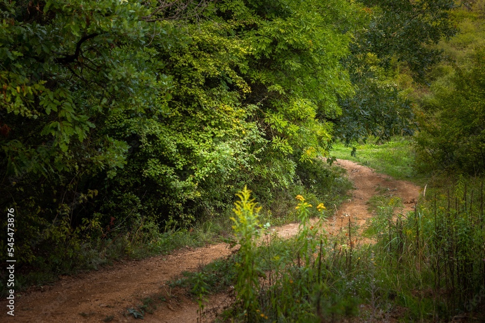 Green foliage with forestal path angle shot Green foliage with forestal path angle shot