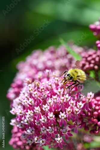 Honeybee pollinating a pink and white flower, as a nature background 