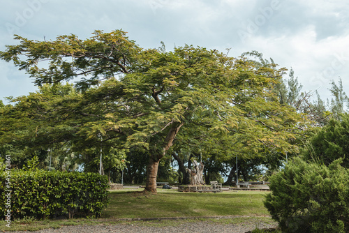Big tree in the background and beautiful green field with bushes around from puerto rico Luis Muños Rivera park 