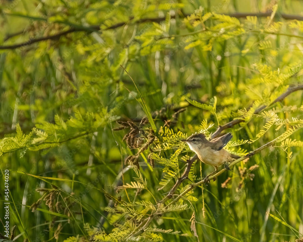 A paddy field warbler cleaning its feathers A paddy field warbler cleaning its feathers