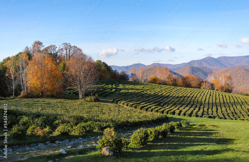 A beautiful landscape with tea plantations in autumn against the background of wooded mountains. Solokhaul, Sochi, Russia. 
