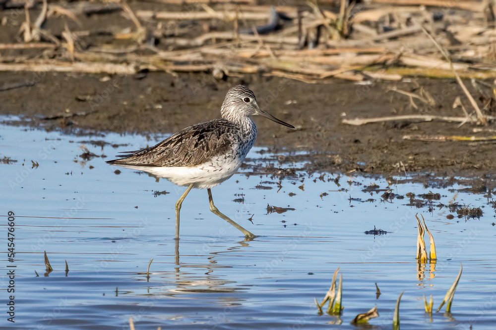 Common Greenshank Common Greenshank