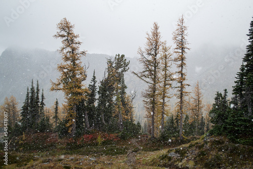 Snow falling in the fall in the Alpine lakes wilderness