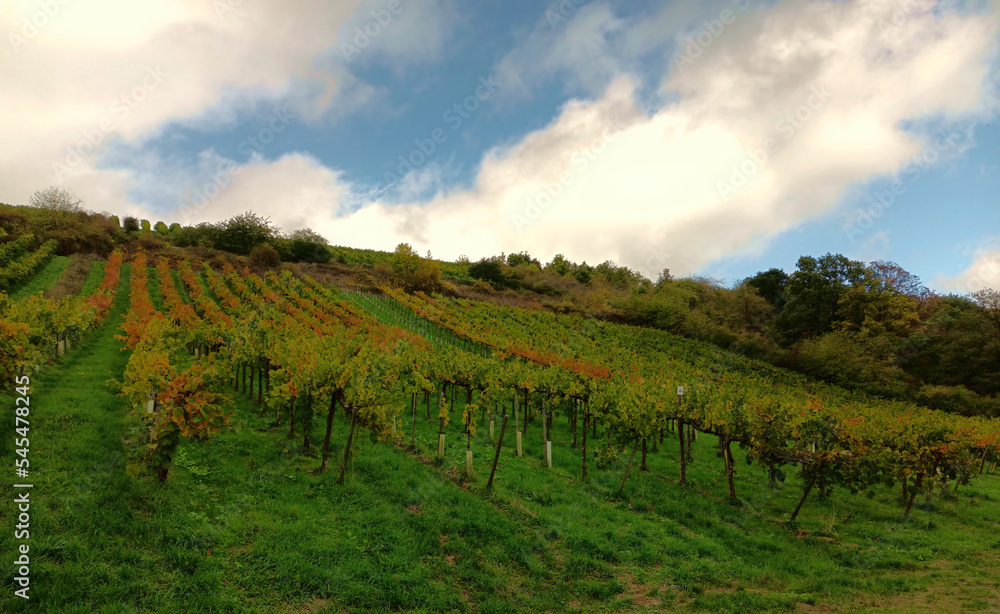 Obraz premium Weinberge am Rande des Premium-Wanderweg Michels Vitaltour im Naturpark Soonwald-Nahe bei Schweppenhausen im Landkreis Bad Kreuznach.