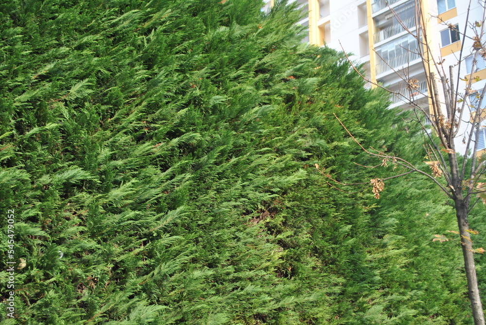 Fototapeta premium plant in a garden