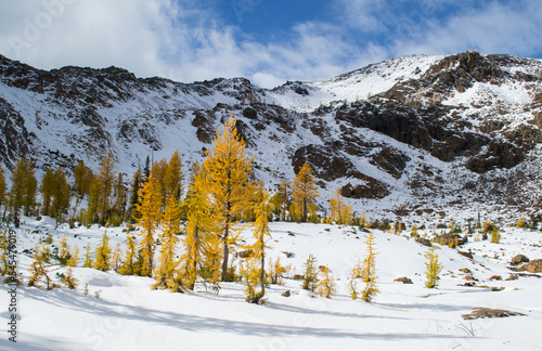Yellow larches in a snowfield in the Cascades