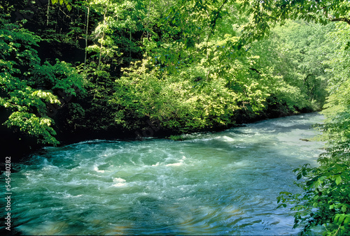 Greer Spring Missouri Ozarks