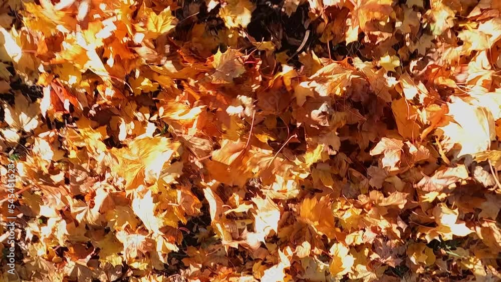 Slow motion with yellow maple leaves flying in different directions Slow motion with yellow maple leaves flying in different directions