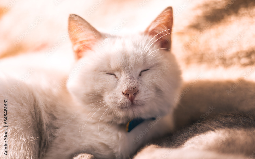A young white kitten sleeps against the background of the yellow rays of the sun