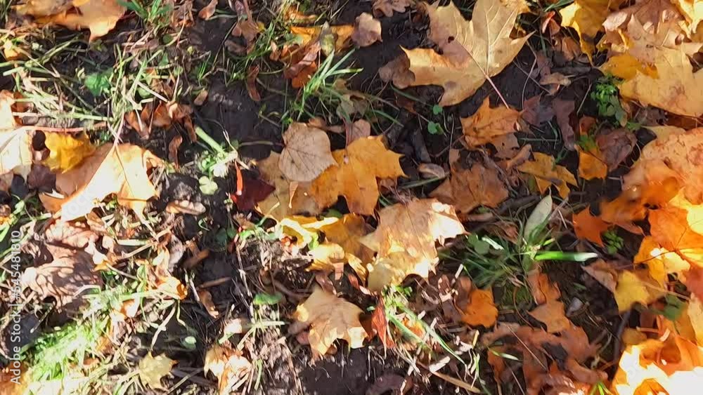 The wind blows fallen leaves off the ground. fall pattern The wind blows fallen leaves off the ground. fall pattern
