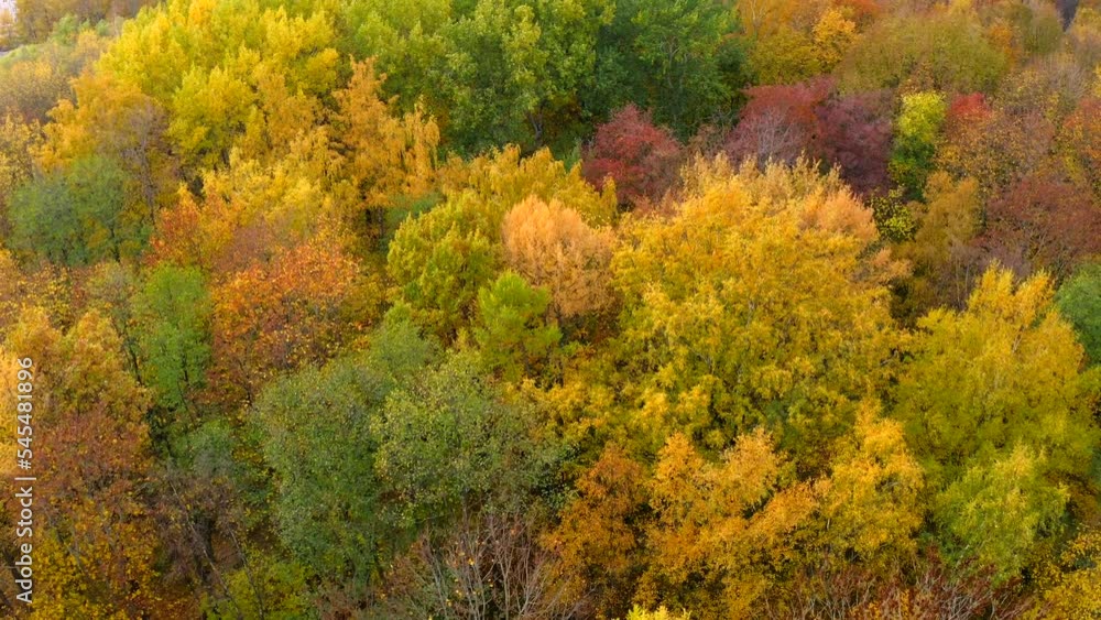 Flight in the park above the treetops covered with yellow leaves of different shades in autumn Flight in the park above the treetops covered with yellow leaves of different shades in autumn