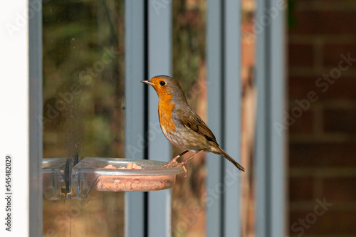 Robin, erithacus rubecula, flying towards urban garden window suet feeder