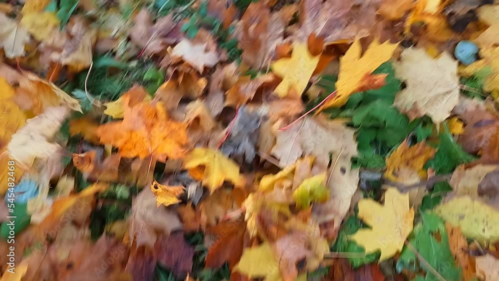 Top view of grass with fallen leaves Top view of grass with fallen leaves