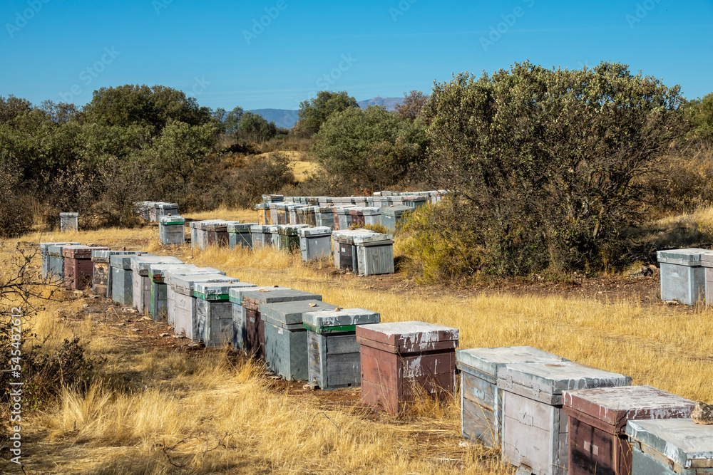 Wooden bee hives in the field between scrubs and holm oaks on a sunny winter morning in Andalusia (Spain)