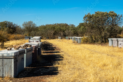 Wooden bee hives in the field between scrubs and holm oaks on a sunny winter morning in Andalusia (Spain)