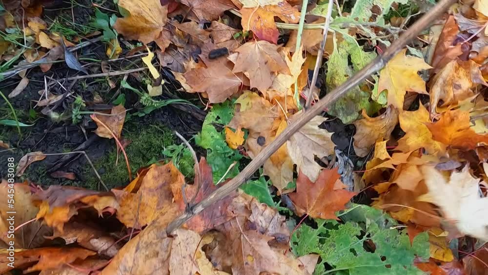Ground cover from fallen leaves from trees Ground cover from fallen leaves from trees