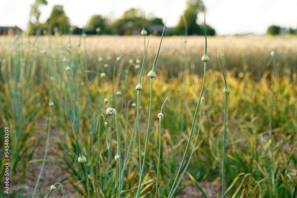 Garlic arrows on a garlic field at sunset. Garlic arrows on a garlic field at sunset.