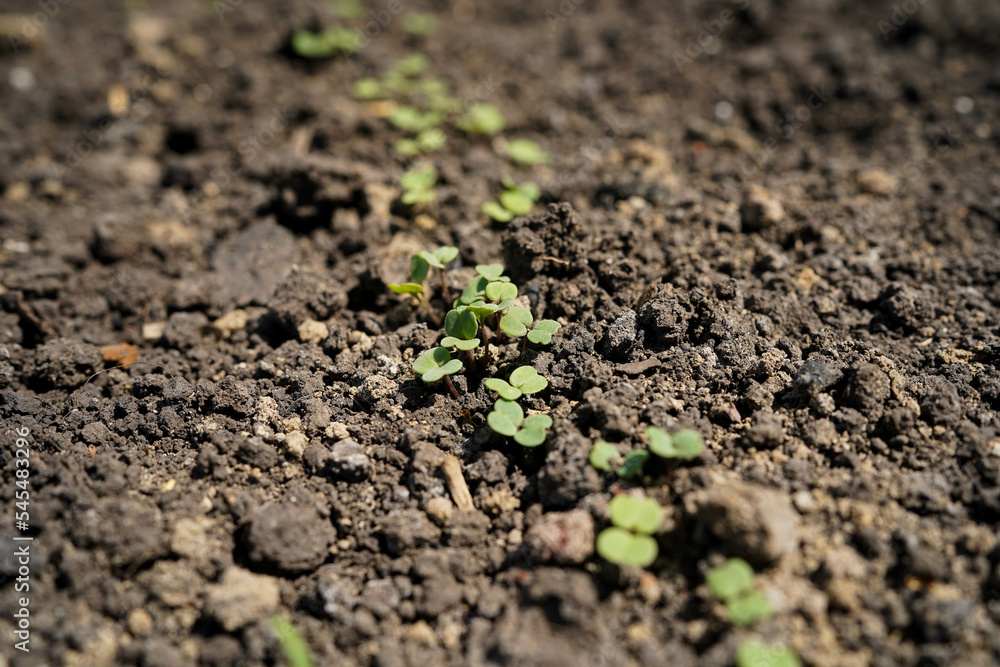 A young radish seedling sprouts in the soil in a greenhouse, close-up. A young radish seedling sprouts in the soil in a greenhouse, close-up.