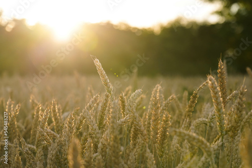 Wheat field at sunset, ears of rye and wheat close-up, sun rays, floating focus 