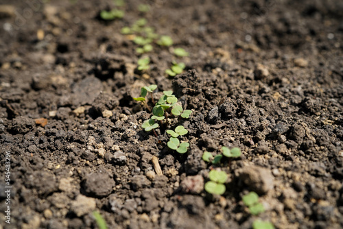 A young radish seedling sprouts in the soil in a greenhouse, close-up.