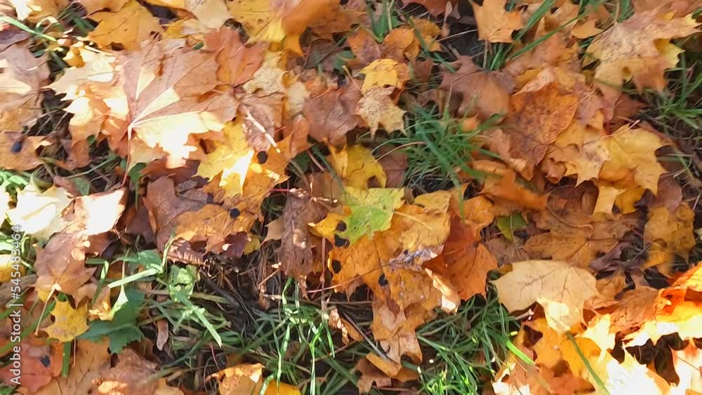 The ground covered with golden autumn leaves is blown away by the wind The ground covered with golden autumn leaves is blown away by the wind