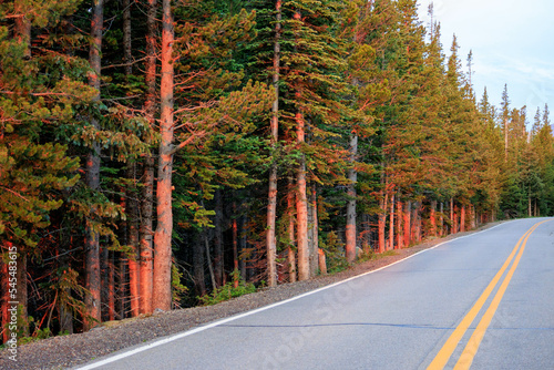 The morning sunrise casts a red light on pine trees along a road in Ward Colorado